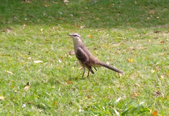 Mimus saturninus