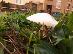 Agaricaceae