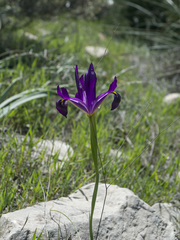 Iris filifolia