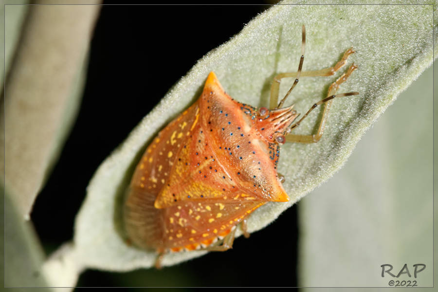 Tomato Stink Bug