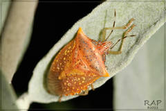 White-spotted Arvelius