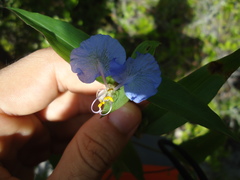 Commelina erecta
