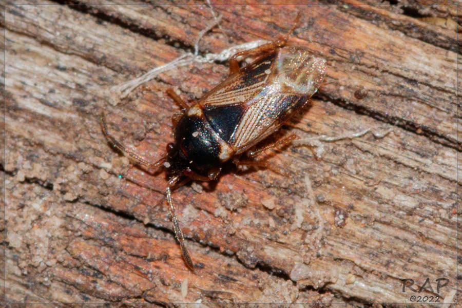 Cryphula humeralis
