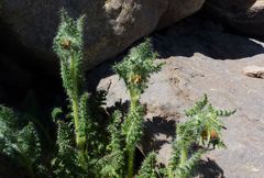 Caiophora chuquitensis