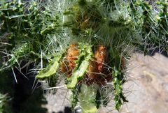 Caiophora chuquitensis