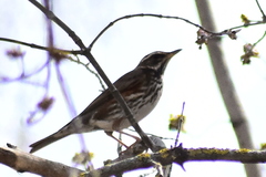 Turdus iliacus