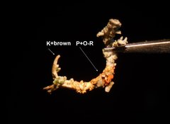 Cladonia scabriuscula