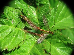 Nephrotoma submaculosa