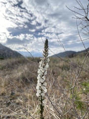 Sairocarpus coulterianus