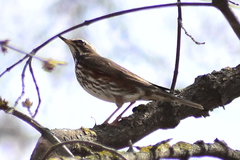 Turdus iliacus