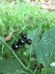 Solanum americanum