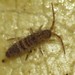 Orchesella - Photo (c) C. Mallory, some rights reserved (CC BY-NC), uploaded by C. Mallory