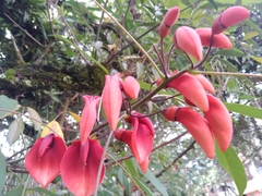 Erythrina crista-galli