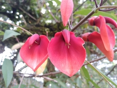 Erythrina crista-galli