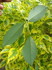 Erythrina crista-galli