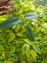 Erythrina crista-galli