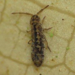 Isotomurus palustris