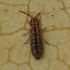 Isotomurus palustris