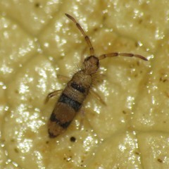 Entomobrya triangularis