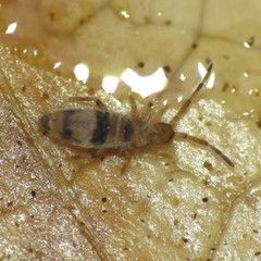 Entomobrya triangularis