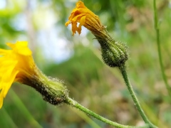 Hieracium glaucinum
