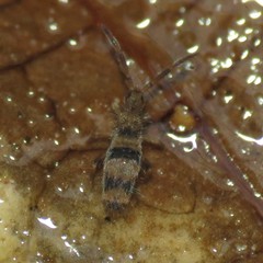 Entomobrya triangularis