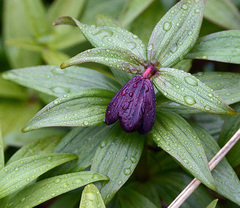 Kamchatka Fritillary (Fritillaria camschatcensis)