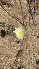Anisocoma acaulis