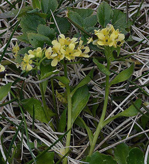 Draba grandis