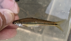 Notropis texanus