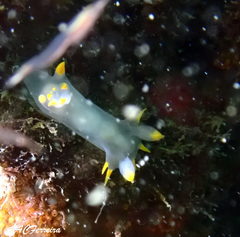 Polycera kernowensis