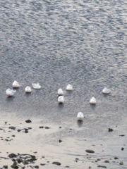 Chroicocephalus maculipennis