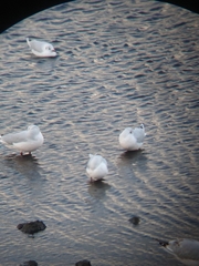 Chroicocephalus maculipennis