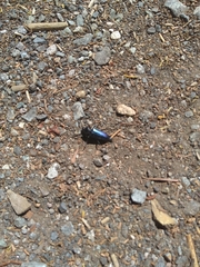 Semanotus amethystinus