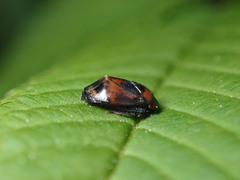 Penthimia nigra