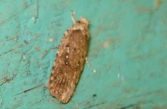 Agonopterix ciliella