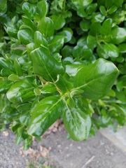 Coprosma repens