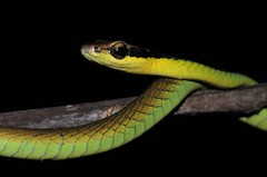 Dendrelaphis cyanochloris