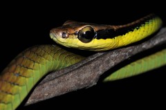 Dendrelaphis cyanochloris