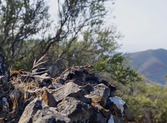 Phrynosoma blainvillii