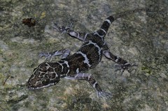 Cyrtodactylus consobrinus