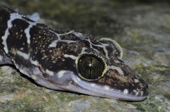 Cyrtodactylus consobrinus