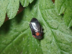 Penthimia nigra