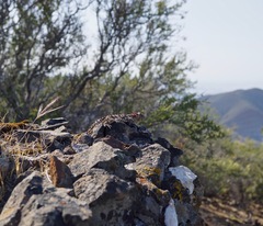 Phrynosoma blainvillii