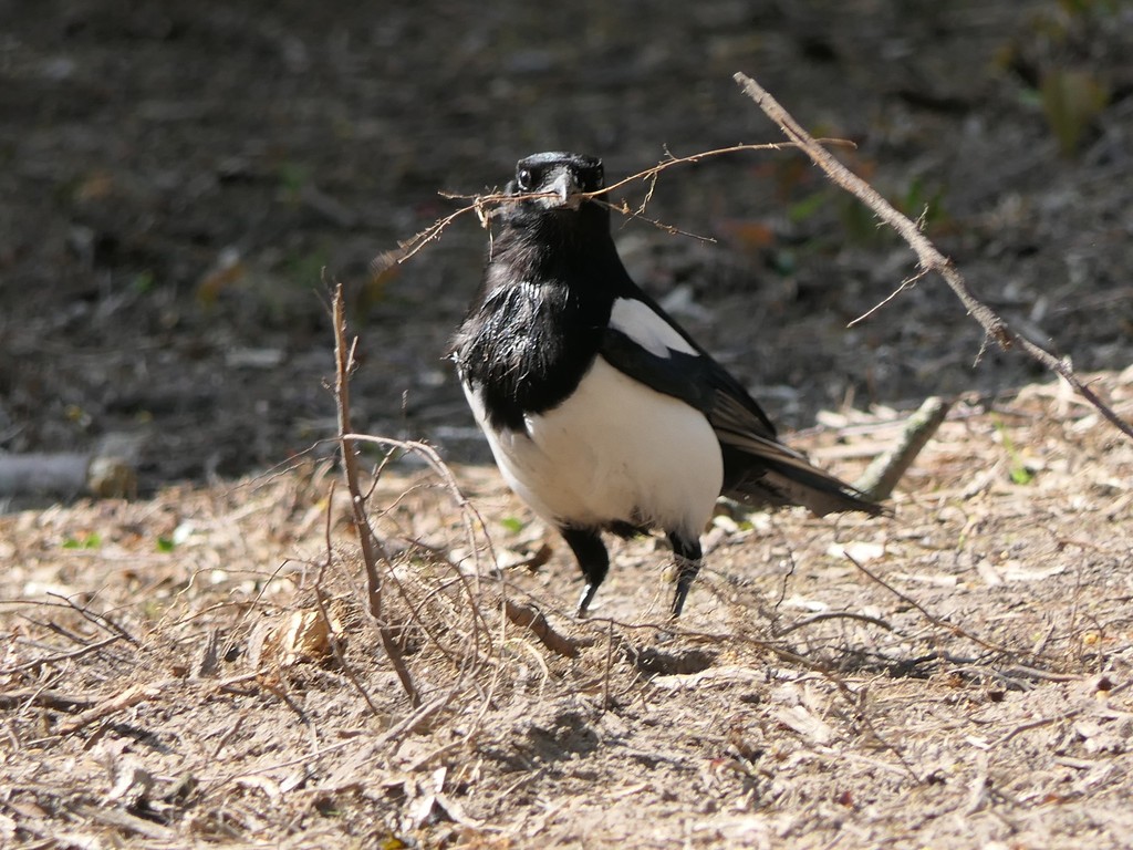 Eurasian Magpie From Weert Nederland On April 27 2022 At 10 55 AM By   Large 