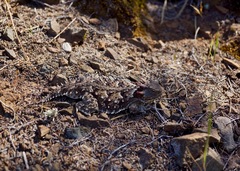 Phrynosoma blainvillii