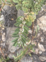 Euphorbia anthonyi
