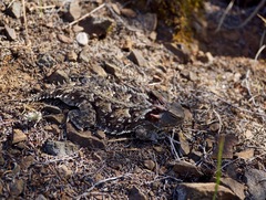 Phrynosoma blainvillii