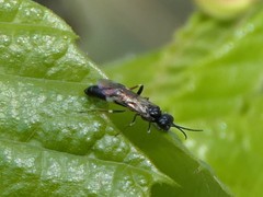 Allantus cinctus