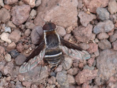 Exhyalanthrax simonae